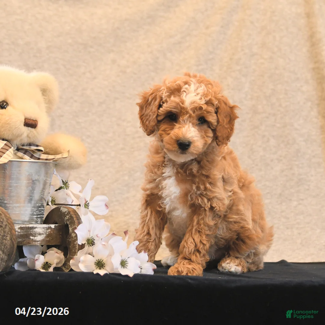 Miniature Poodle dogs for sale: Pixel - Ad 2