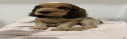 English Springer Spaniel dogs for sale: Cloyd - Ad 6