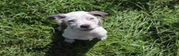 American Bully dogs for sale: Blue - Ad 1