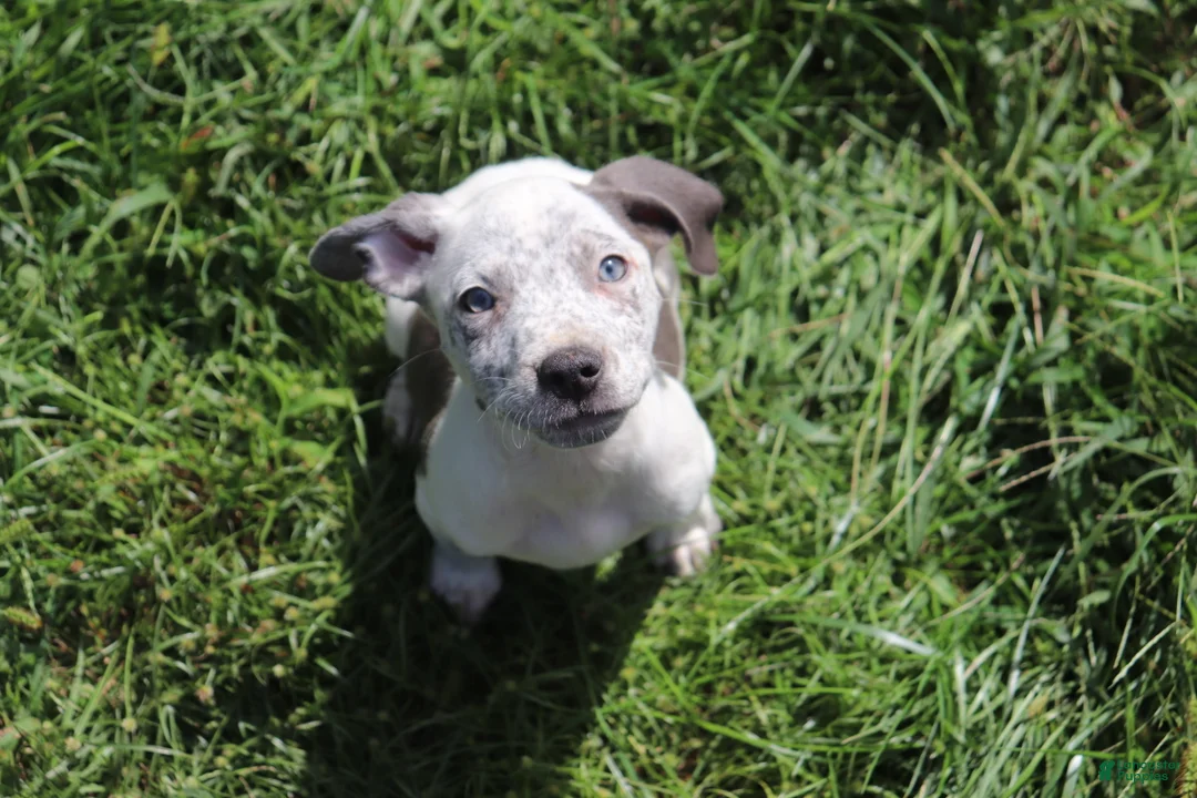 American Bully dogs for sale: Blue - Ad 1