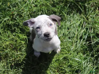American Bully dogs Blue - Ad 17