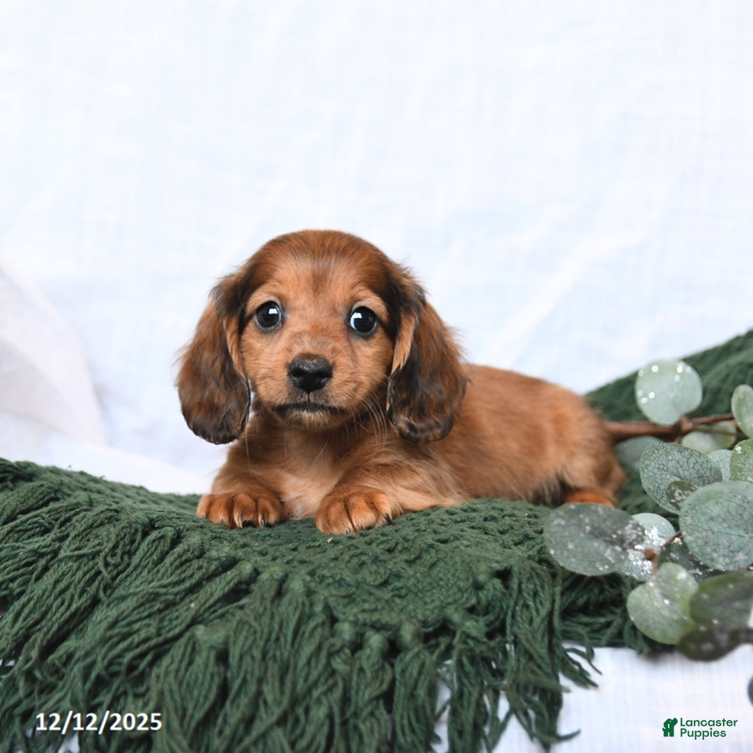 Miniature Dachshund dogs for sale: Toby - Ad 2