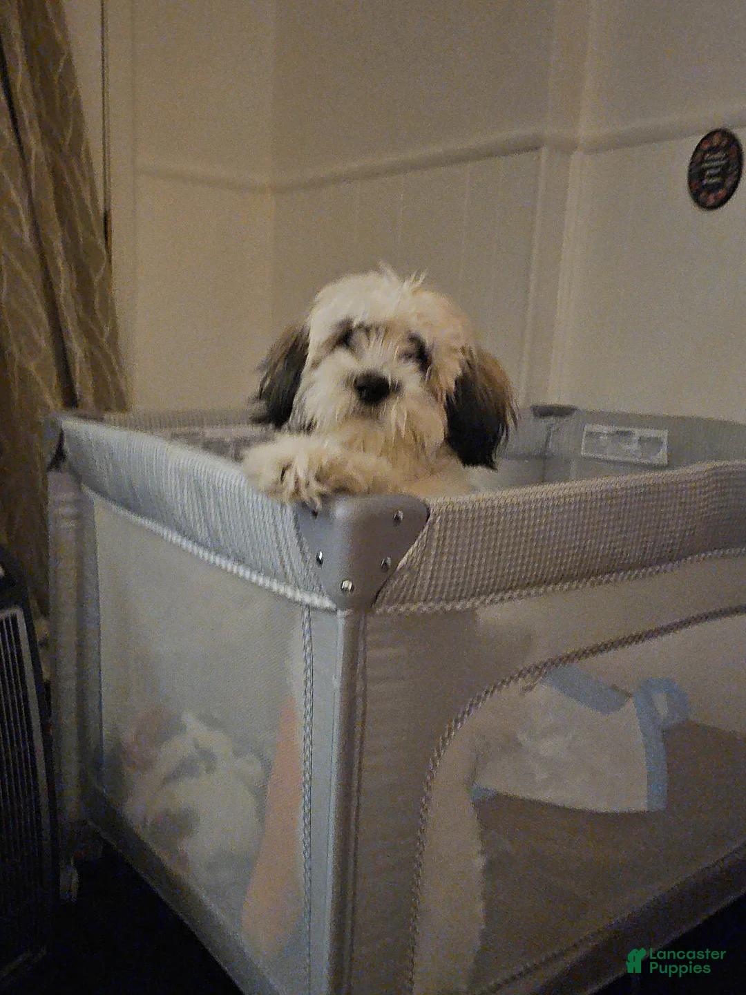 Mixed Breed dogs for stud: Shichon / Teddy Bear  - Ad 1