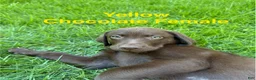 Labrador Retriever dogs for sale: Yellow - Ad 1