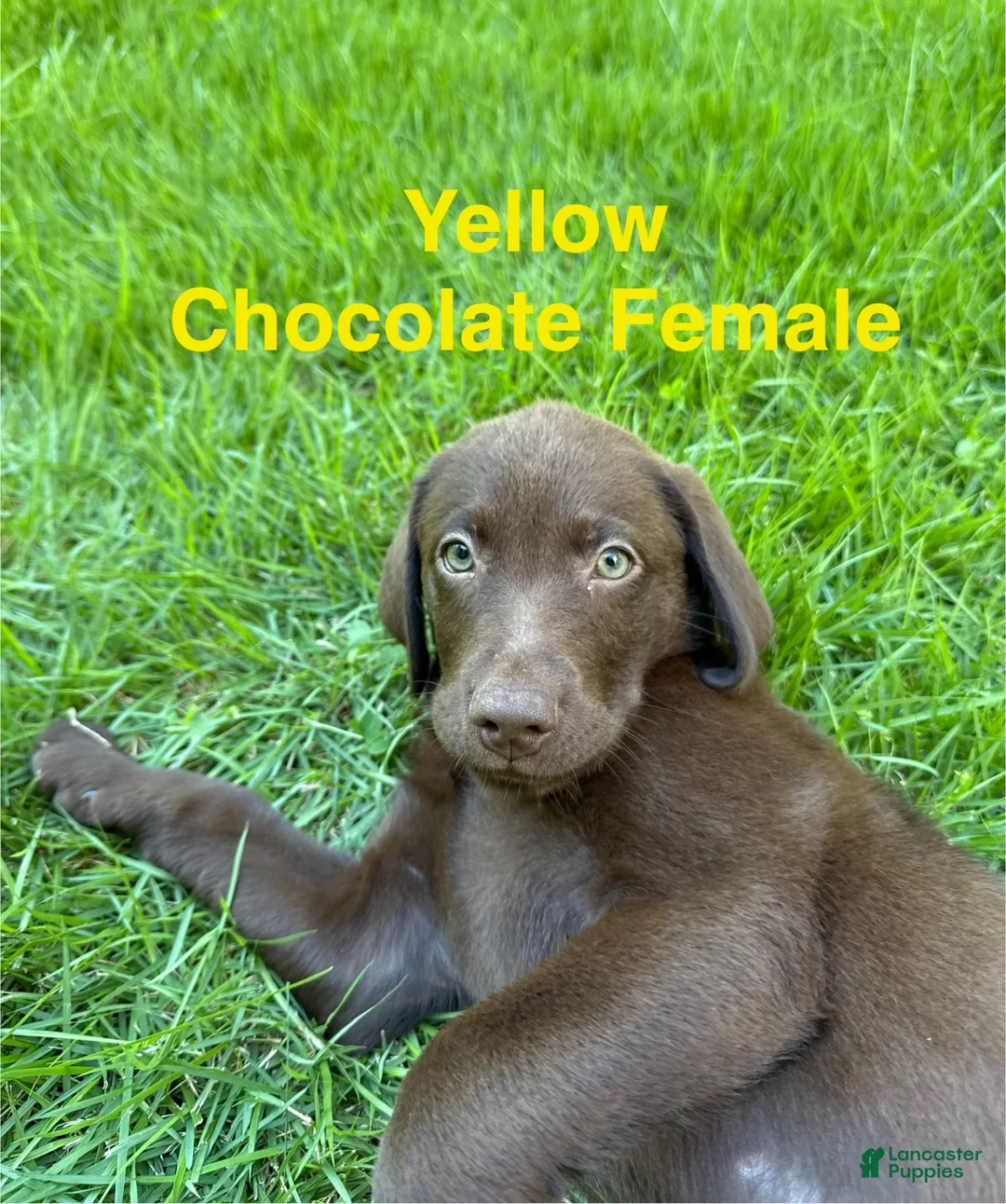 Labrador Retriever dogs for sale: Yellow - Ad 1