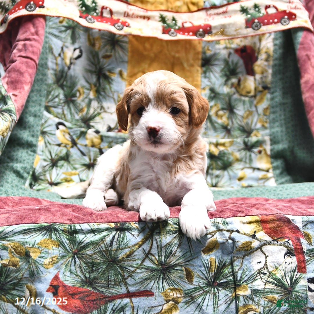 Goldendoodle dogs for sale: Jill - Ad 3