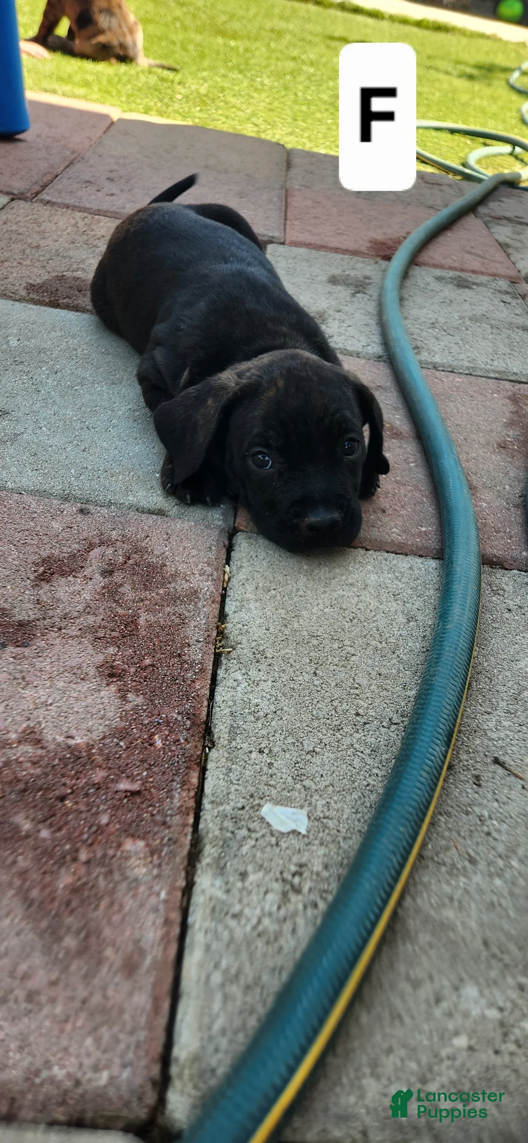 Mixed Breed dogs for sale: Mixed Breed 7 - Ad 2