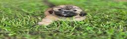Shih Tzu dogs for sale: Bashful - Ad 1