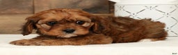 Cavapoo dogs for sale: Cathy - Ad 9