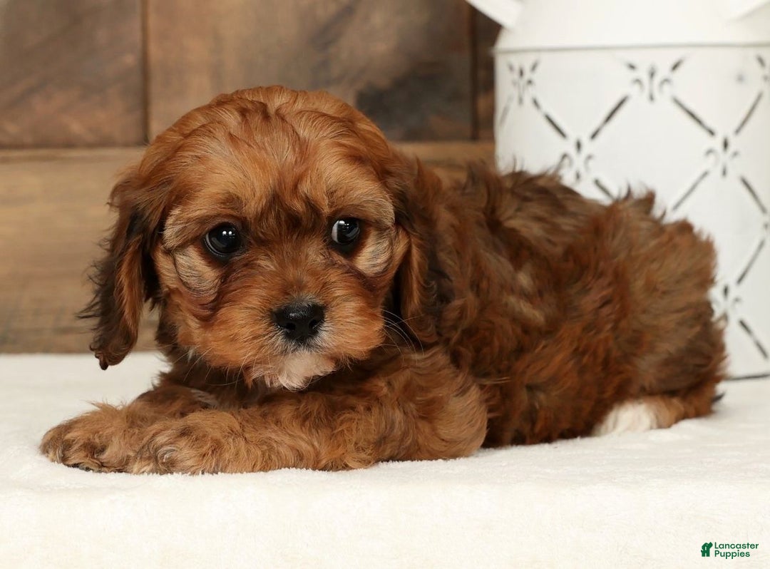 Cavapoo dogs for sale: Cathy - Ad 9