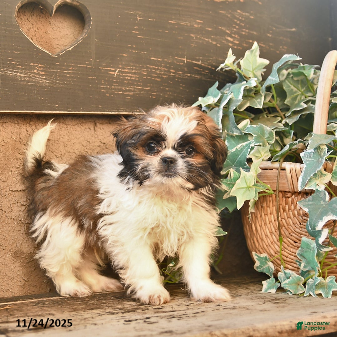 Shih Tzu dogs for sale: Rusty - Ad 2