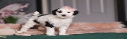 Miniature Poodle dogs for sale: Brianna - Ad 5
