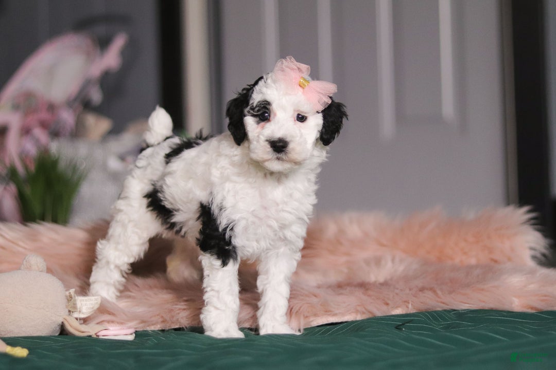 Miniature Poodle dogs for sale: Brianna - Ad 5