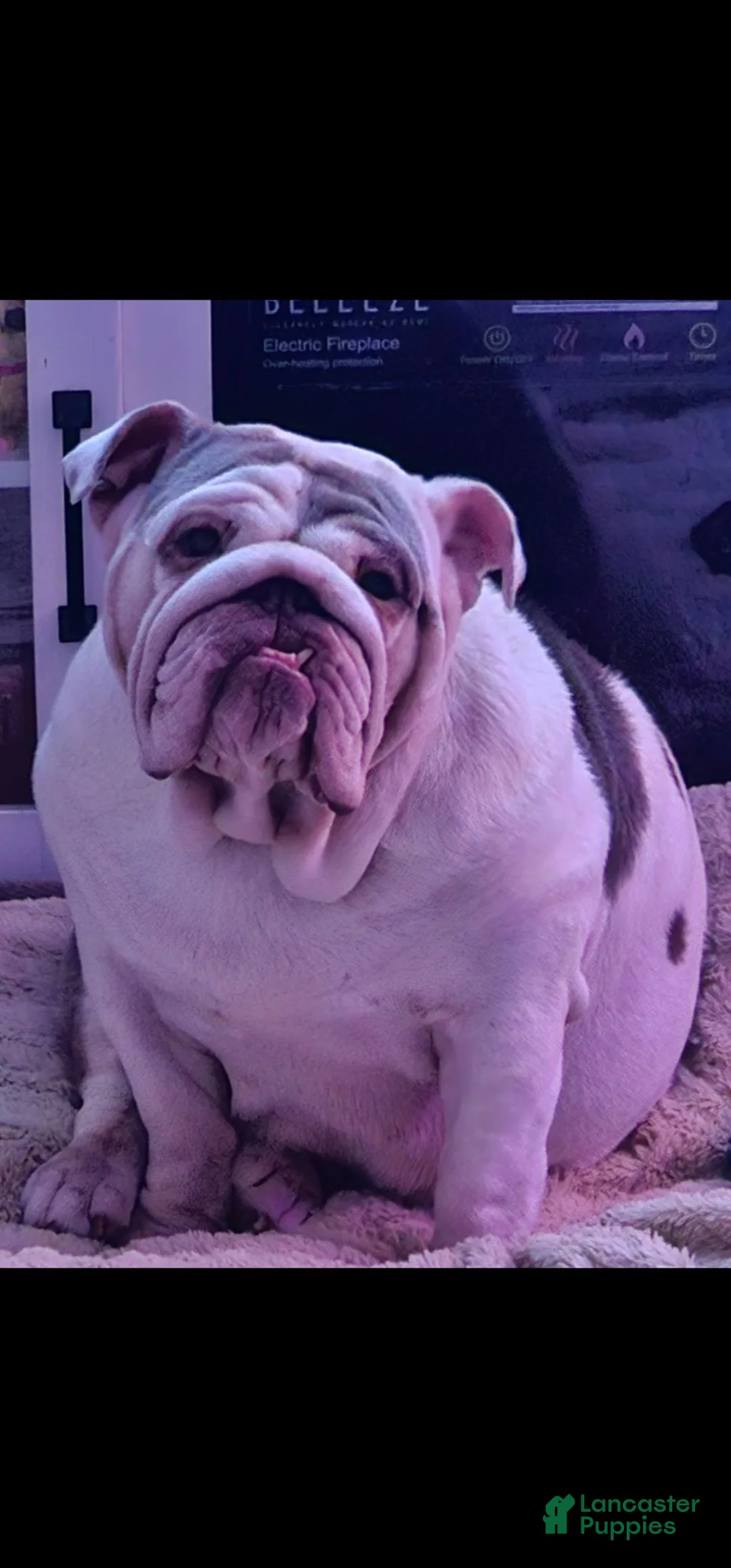 English Bulldog dogs for sale: English Bulldog 4 - Ad 4