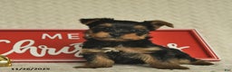 Yorkiepoo dogs for sale: Dustin  - Ad 6