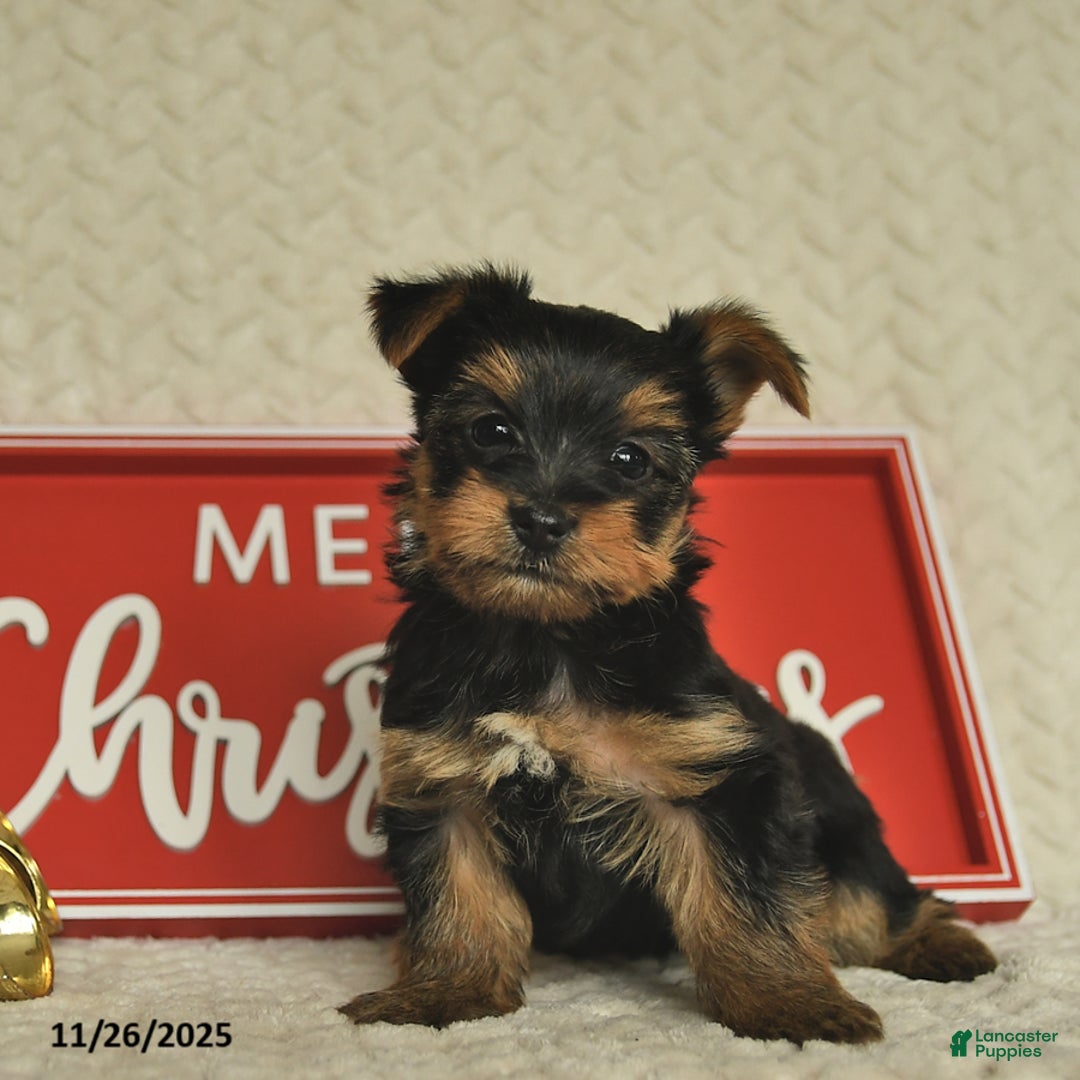 Yorkiepoo dogs for sale: Dustin  - Ad 6
