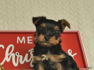 Yorkiepoo dogs Dustin - Ad 9