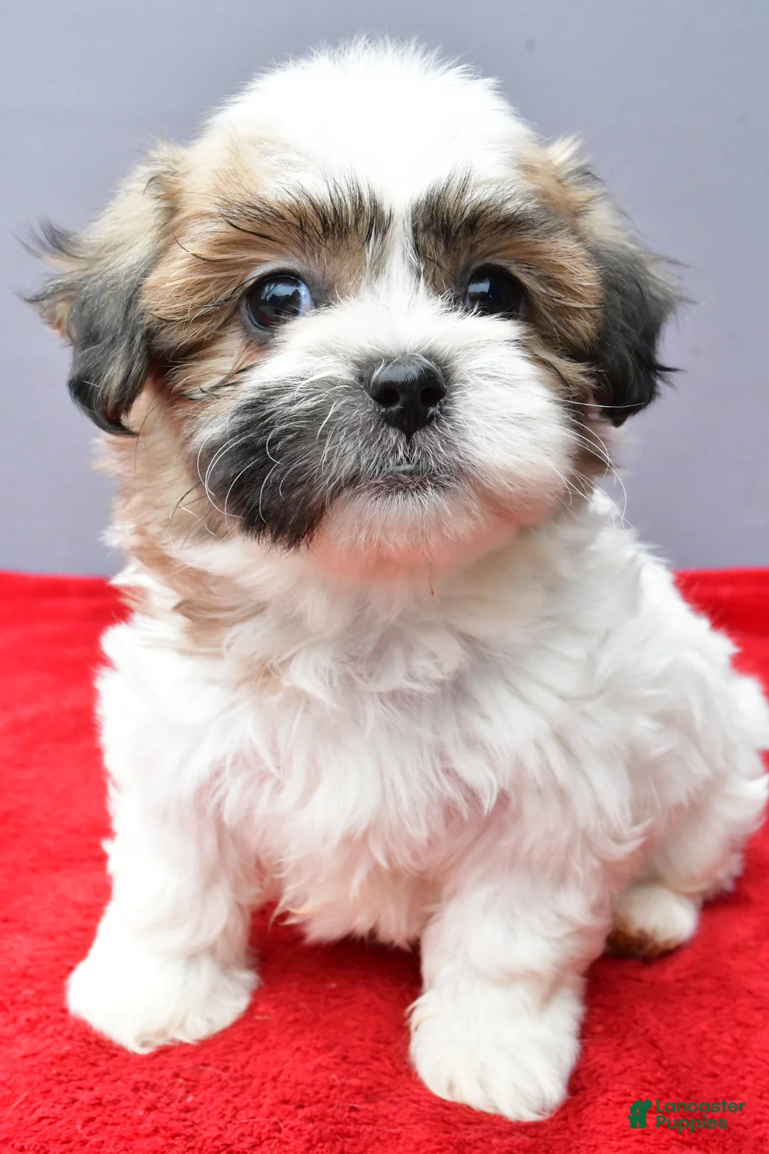 Teddy Bear dogs for sale: Tulip - Ad 2