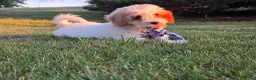 Cavapoo dogs for sale: Cardamom  - Ad 4