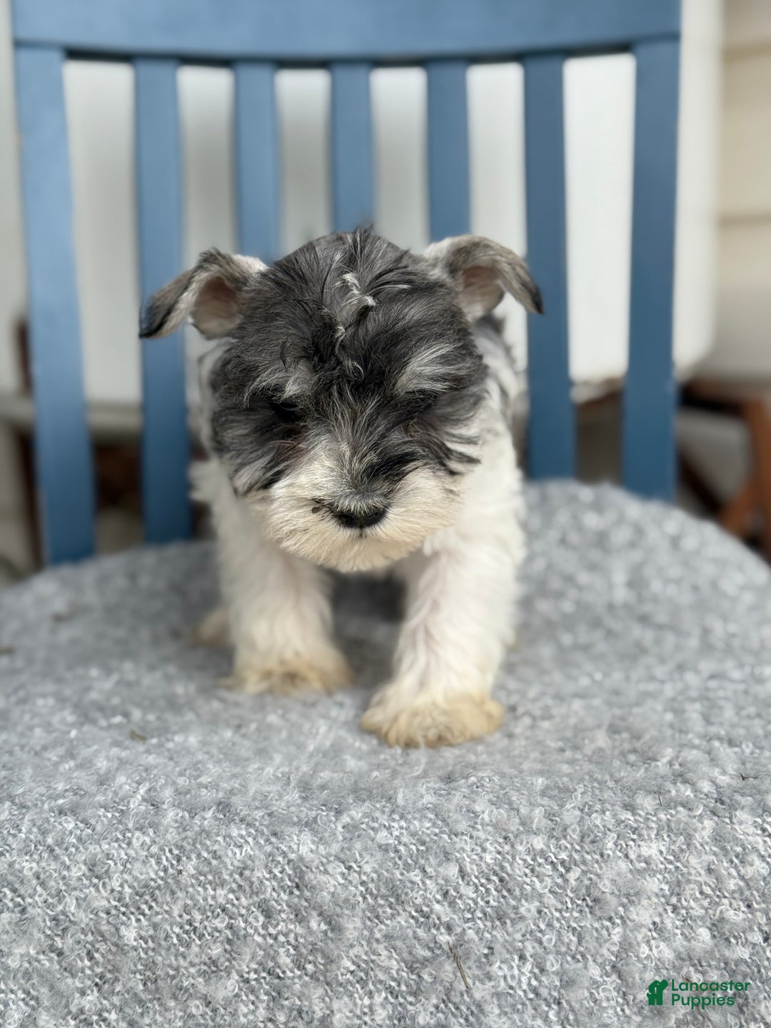 Miniature Schnauzer dogs for sale: Dancer - Ad 5
