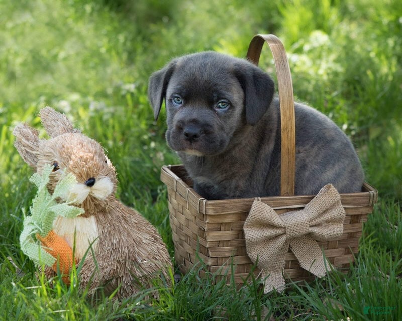 Cane Corso dogs for sale: Cane Corso 7 - Ad 3
