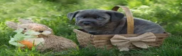 Cane Corso dogs for sale: Cane Corso 7 - Ad 1