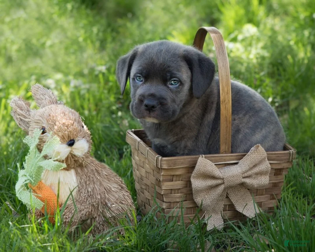 Cane Corso dogs for sale: Cane Corso 7 - Ad 1