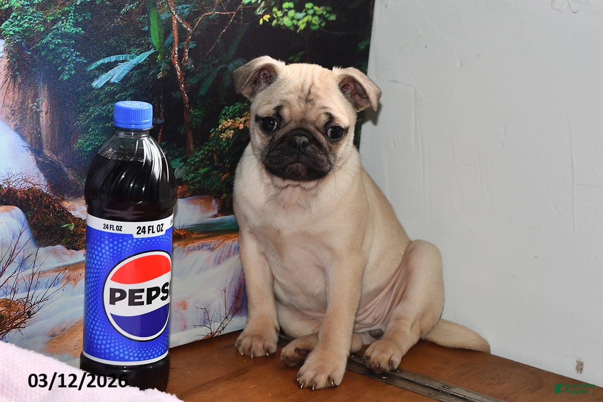 Pug dogs Valentina - Ad 1