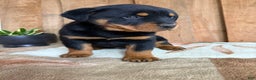 Rottweiler dogs for sale: Logan - Ad 8