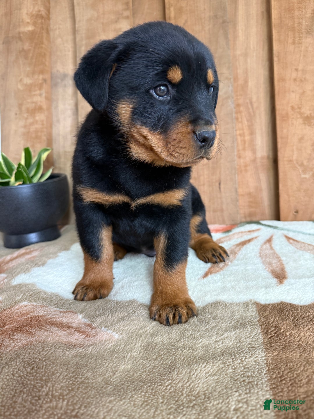 Rottweiler dogs for sale: Logan - Ad 8
