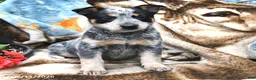 Australian Cattle Dog dogs for sale: Holly - Ad 4
