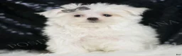 Maltese dogs for sale: Bunnie - Ad 5