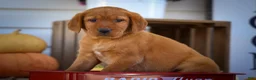 Labrador Retriever dogs for sale: NELLY - Ad 9