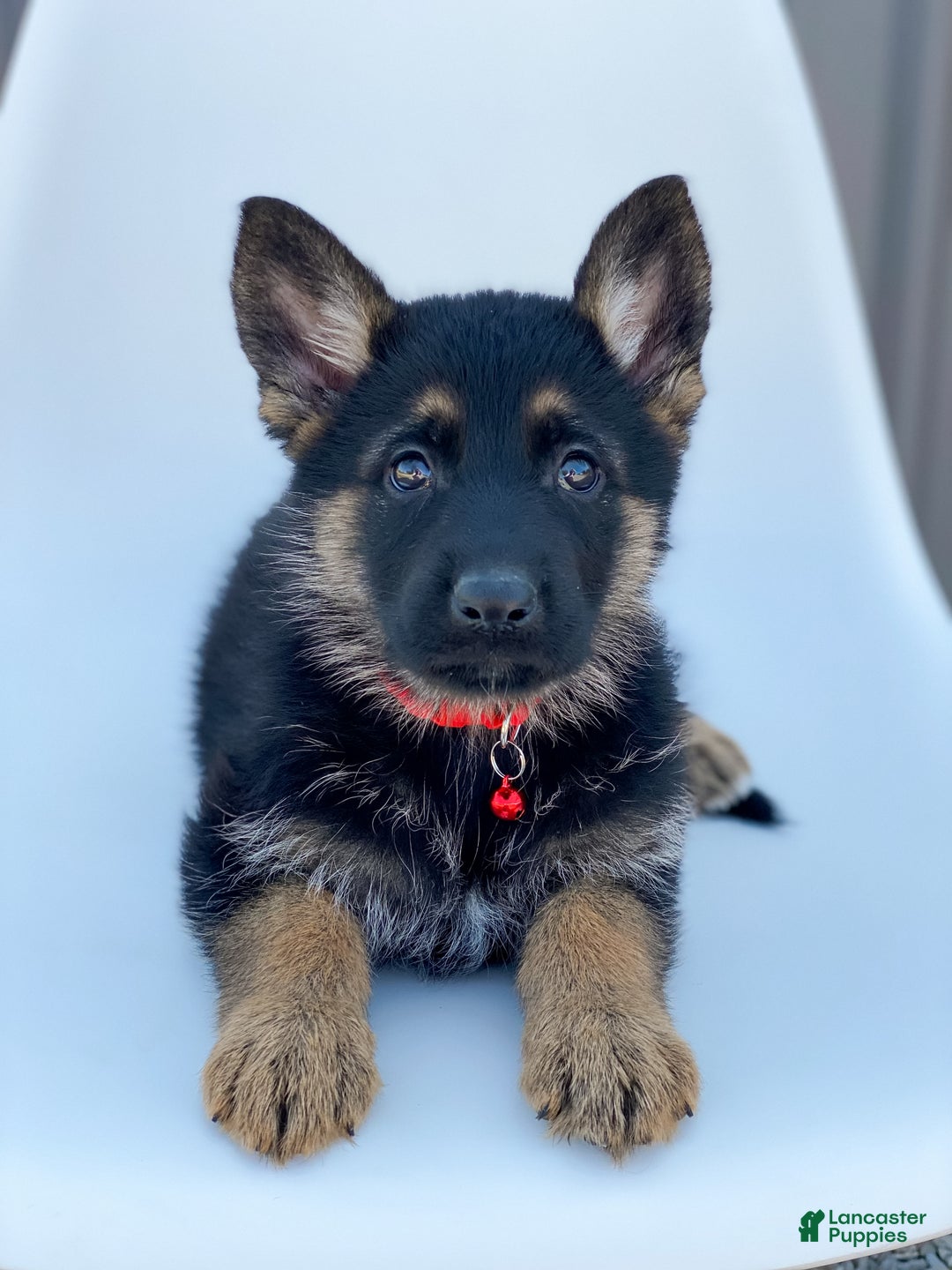 German Baby K9 For Sale Toy German Shepherd Puppies For Sale Clearance - Main Image