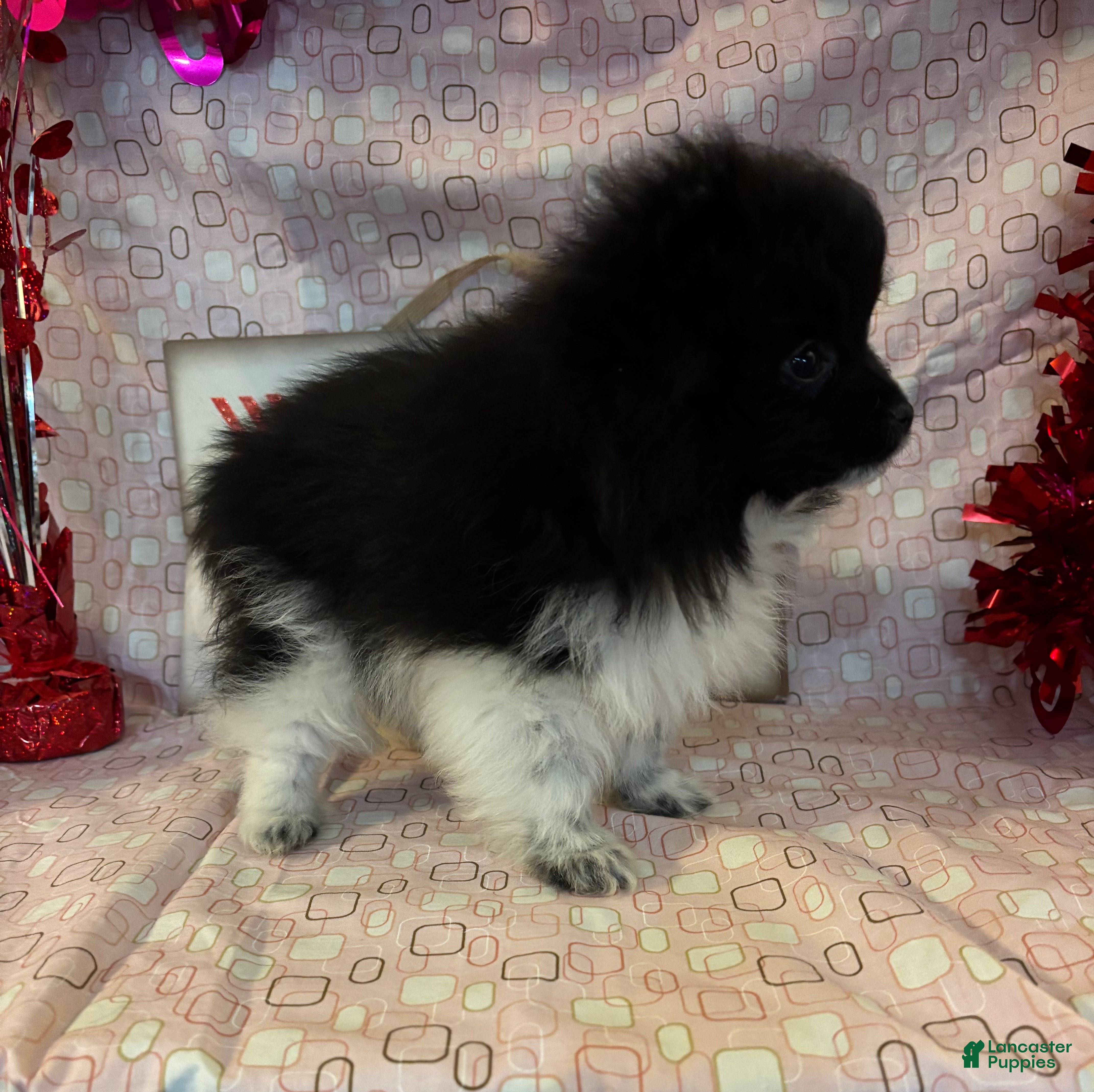 Pomeranian dogs Gene - Ad 2