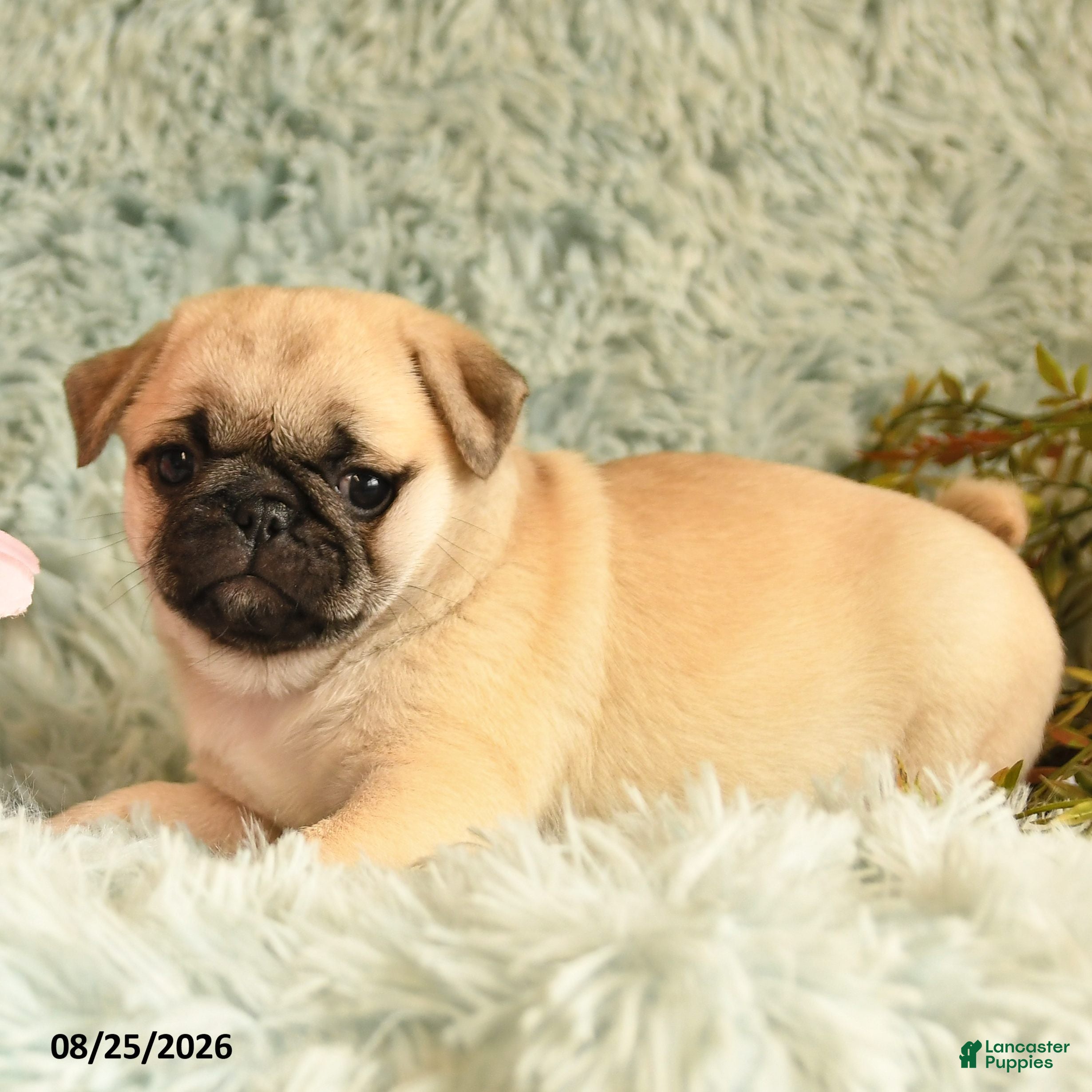 Pug dogs Beauty - Ad 2