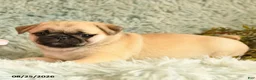 Pug dogs for sale: Beauty - Ad 2