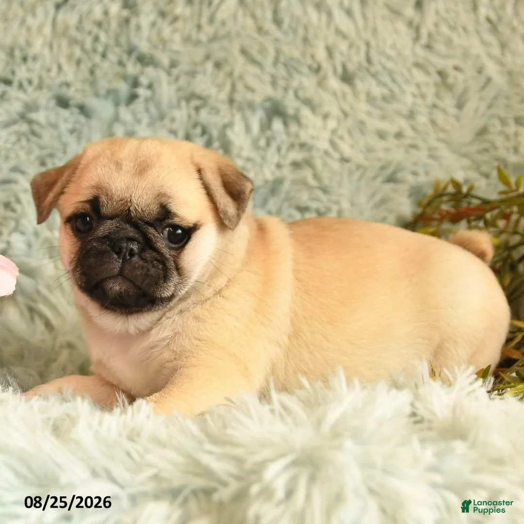 Pug dogs for sale: Beauty - Ad 2