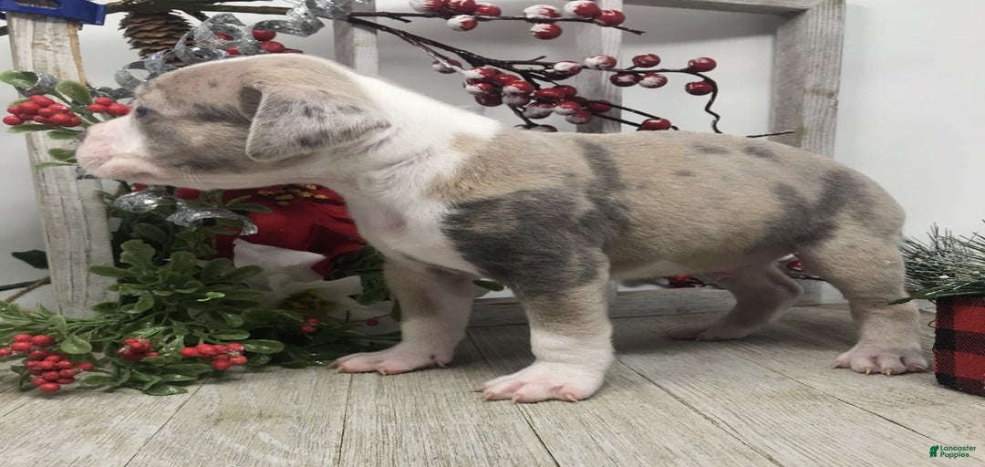 Gallery Image {{count}}