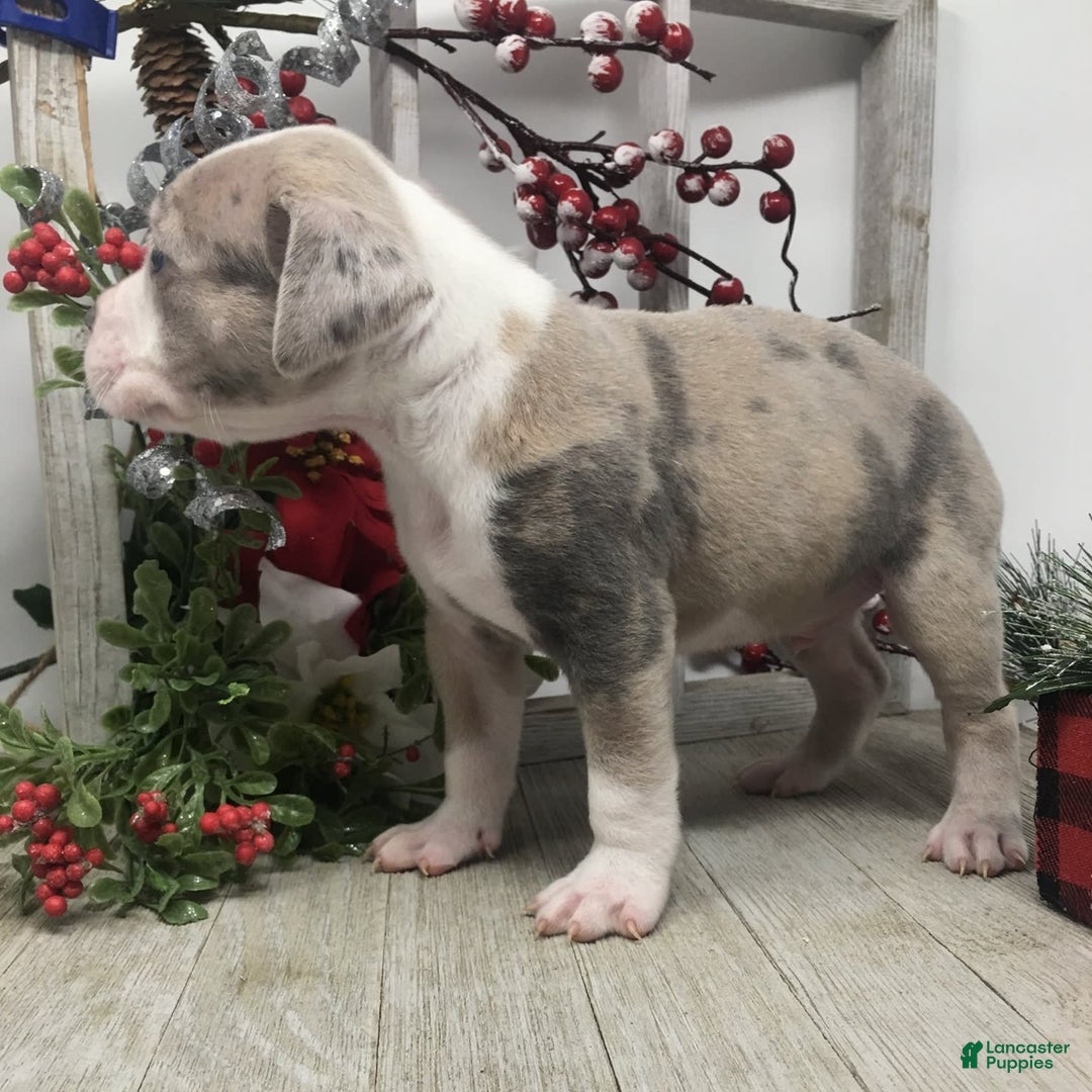 Gallery Image {{count}}