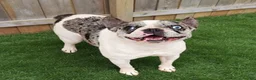 French Bulldog dogs for sale: French Bulldog Puppy 4 - Ad 4