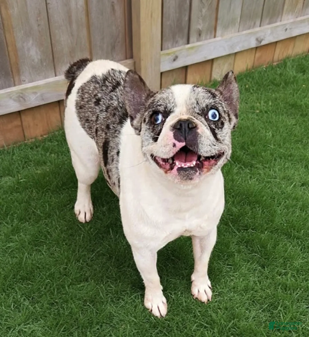 French Bulldog dogs for sale: French Bulldog Puppy 4 - Ad 4