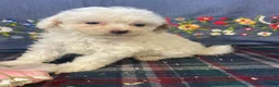 Toy Poodle dogs for sale: Nugget - Ad 2