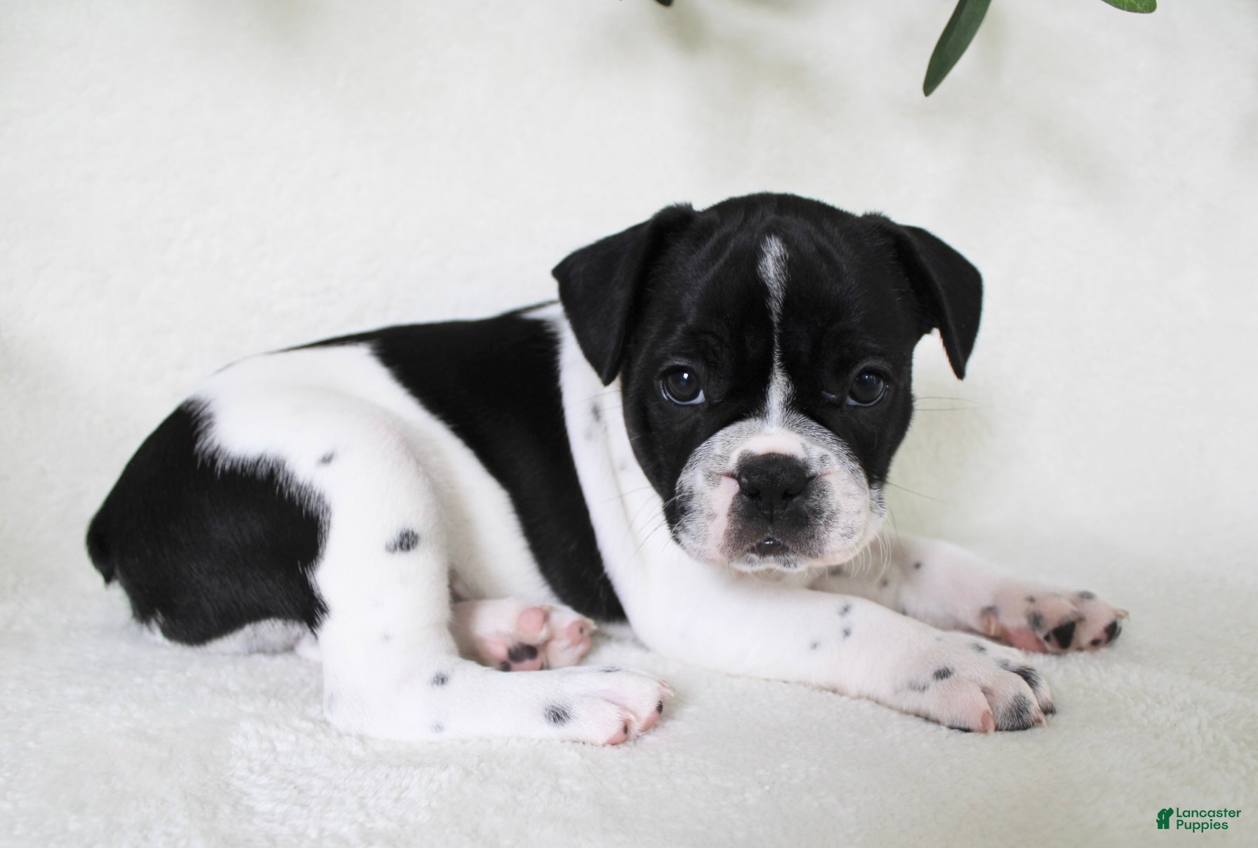 Frenchton dogs Cooper  - Ad 2