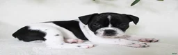 Frenchton dogs for sale: Cooper  - Ad 2