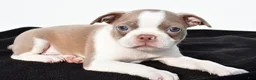Boston Terrier dogs for sale: Beau - Ad 3
