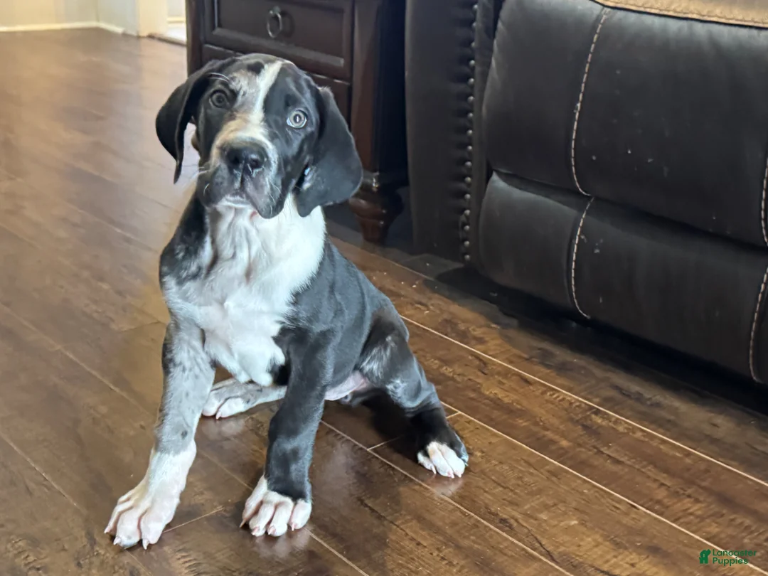Great Dane dogs for sale: Harlequin with Merle Markings - Ad 2