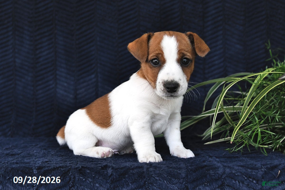 Jack Russell Terrier dogs Mason - Ad 1