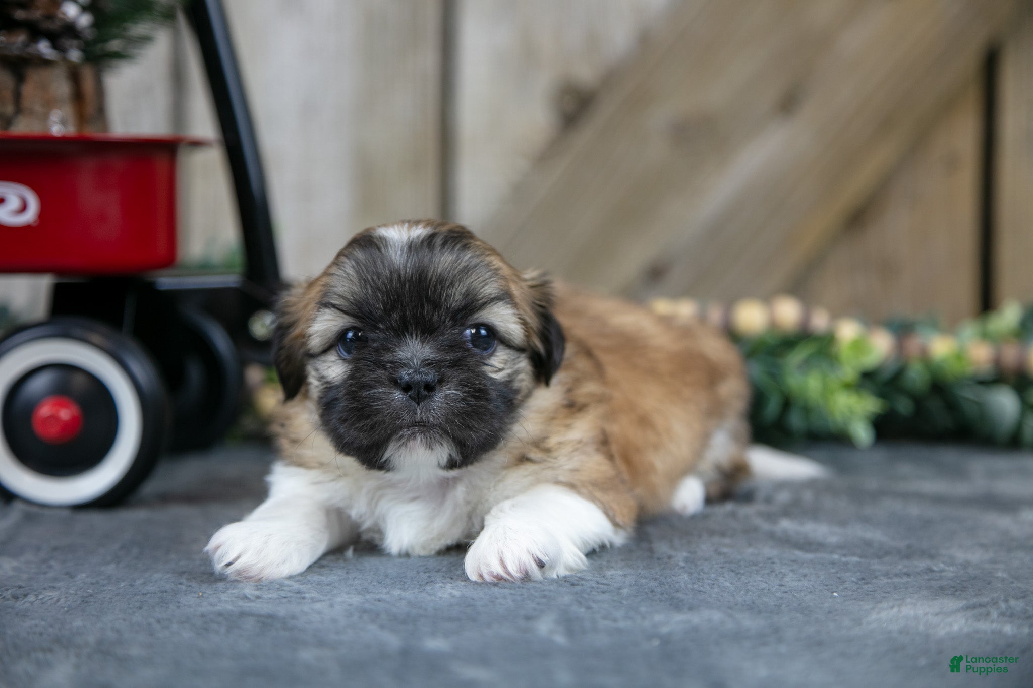 Shih Tzu dogs Ollie - Ad 42