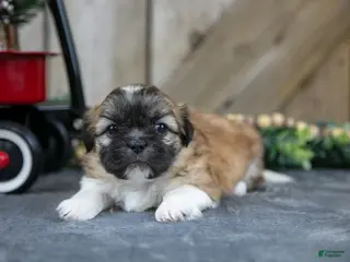 Shih Tzu dogs Ollie - Ad 11